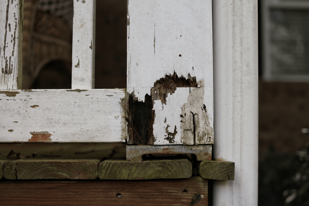 Tiny Bugs Damaging Your Deck Here’s How to Stop Them - home improvement